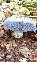 JMMPC001 Lactarius indigo.jpg
