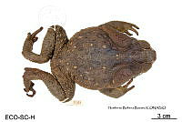 ME006 herp SCLC 0009 Rhinella marina - (Linnaeus, 1758).jpg