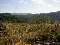 MGvarios32 Chihuahua.jpg