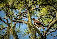 EGP0432 Buteo platypterus.JPG