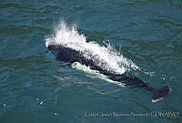 CNS1315 Phocoenoides dalli.jpg