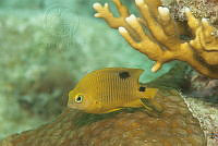 IDG1676 Stegastes planifrons.jpg