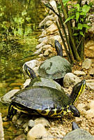 MDL0392 Trachemys sp..jpg