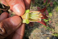 AACH 0005 Kalanchoe pinnata.jpg