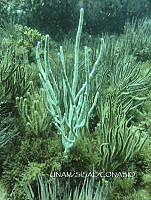 NE018 0069 Pseudoplexaura.jpg