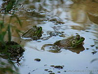 CGL1358 Lithobates catesbeianus.jpg