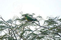 LEMH088 Psittacara holochlorus.JPG
