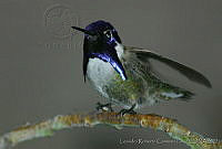 LRCP0054 Calypte costae.jpg