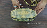 NE017 226 Dermatemys mawii.jpg