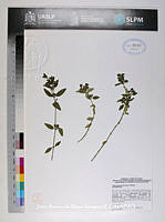 JAdNV0544 Justicia hilsenbeckii.JPG