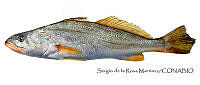 SRM0053 Cynoscion xanthulus.jpg