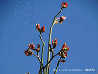MEGA 0078 Euphorbia bracteata.JPG
