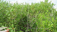 UM002 S0062 Laguncularia racemosa.jpg