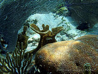 JDCB0212 Siderastrea siderea.jpg