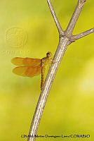 PJ016 0640 Perithemis intensa.JPG
