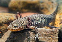 JARM001 Ambystoma altamirani.jpg