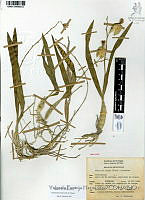 YPH2628 Prosthechea livida.jpg