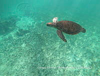 MN6FS 0120 Chelonia mydas.jpg