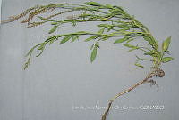 IMDOC4687 Rumex mexicanus.jpg