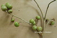 ME010 KV 00060 Guarea glabra Vahl, 1807_.JPG