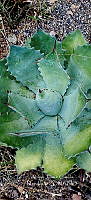 RG019 0108 Agave potatorum.jpg