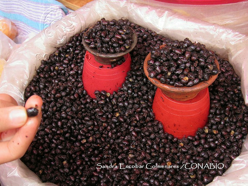 ZG014%200197%20Atta%20cephalotes%20(2).jpg.kieGq4X Md3b0SFjQA3g0JtbmFja29CbnFuZ3NAbXJ6LGtwZwA.rF V2WukI 