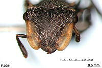 ME006 Hormi 0177 Cephalotes biguttatus.jpg
