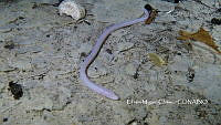 EMCHS 005 Ophisternon infernale.jpg