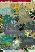 MIXTECO magueyes.jpg