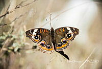 IO001 Junonia sp..jpg