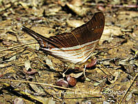 MN6F0225 Marpesia chiron.jpg