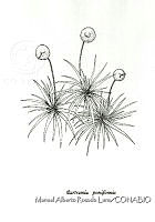 MARL0095 Bartramia pomiformis.jpg