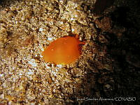 ISABK039-17 Berthellina ilisima.jpg