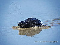 NBA 242 Lepidochelys olivacea.jpg