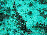 RRR0009 Pterocladia capilacea.JPG