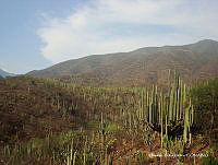 OTVHK040-910 Tetechera de Neobuxbaumia tetetzo cerca poblacion de Mhuitzilipochtli.TIF