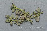 IMDOC4675 Portulaca oleracea.jpg
