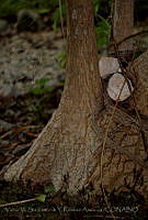 VWS&YRA0024 Beaucarnea pliabilis.jpg