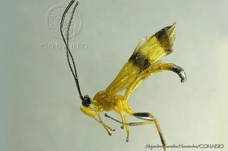 AGHB008 8%20Acrotaphus%20tibialis.jpg.rSfE5bT1MQFbKSVhQA3g0JtbmFja29CbnFuZ3NAbXJ6LGtwZwA.qoTVtSPYCl