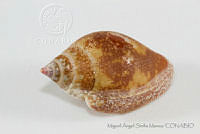 MASM05305 Columbella fuscata.jpg