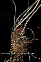 Zongo 3131 Asplenium harpeodes Kunze.jpg