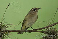 MGaves 3356 Vireo gilvus ssp. brewsteri.jpg