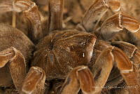 MASM07921 Theraphosa stirmi.jpg