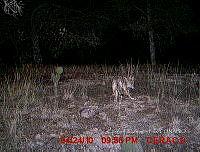 IE003 0005 Canis latrans.jpg