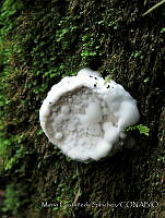 MCS153 Fungi.JPG