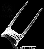 DUHB0171 Hemiaulus hauckii.png