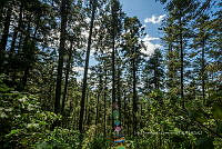 IDG1763 Bosque de pinos.jpg