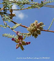 JJBC0162 Dalea foliolosa.JPG