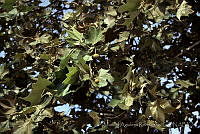 MAR0166 Platanus sp..jpg
