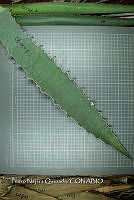 PNQ 0039 Agave xylonacantha.jpg